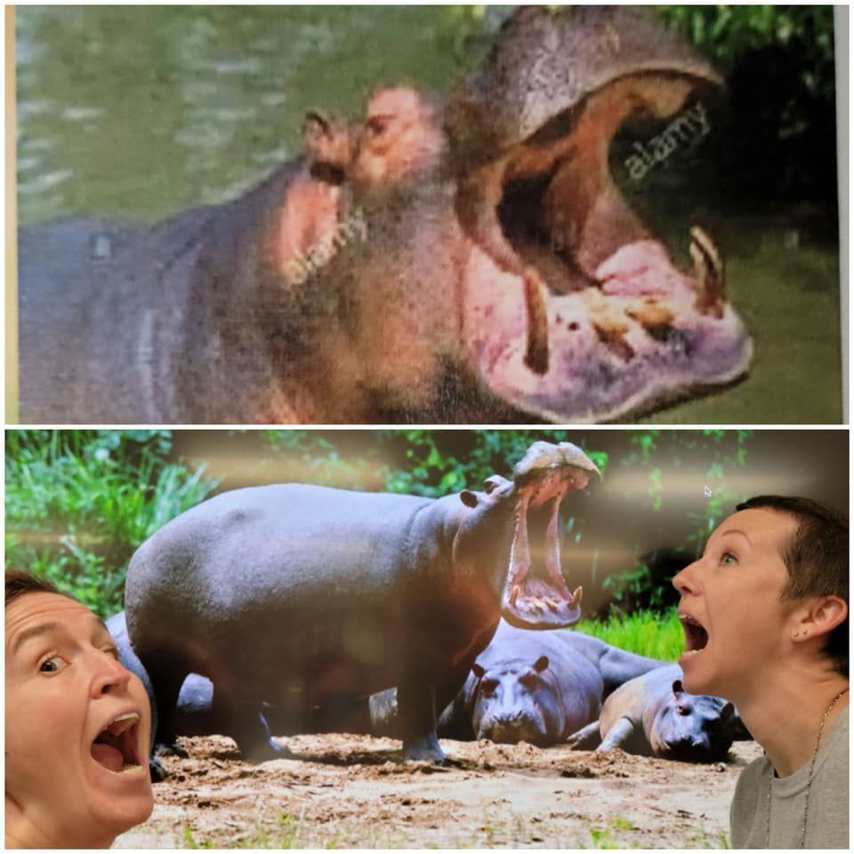 Immaculate Conception Teacher Appreciation Week- Hippos
